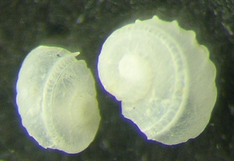 Scissurella costata